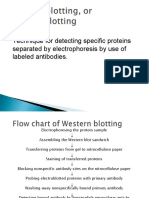 Western blotting, or immunoblotting (2)