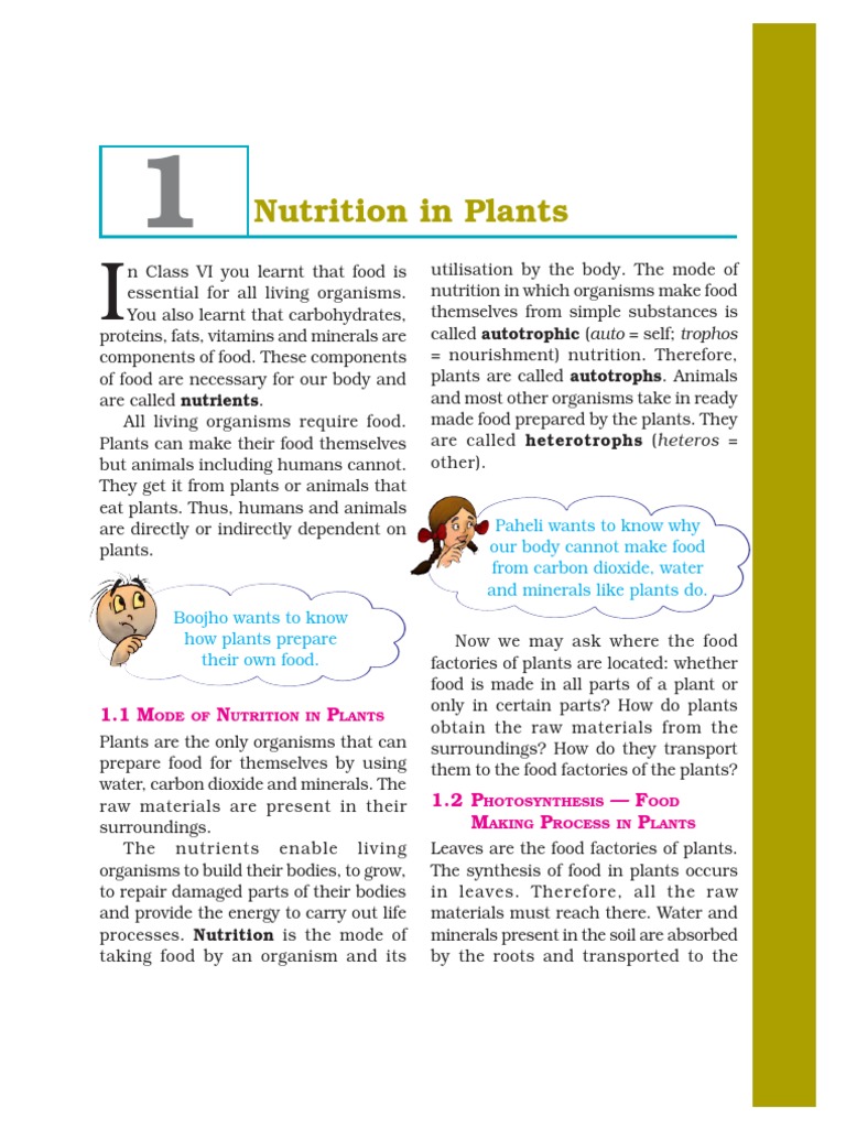 Nutrition in Plants: Photosynthesis Explained | PDF | Plants | Leaf