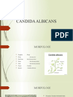 Candida Albicans