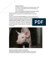 CUIDADO DEL LECHÓN RECIEN NACIDO (1).docx