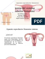 Anatomía Del Sistema Reproductor Femenino INTERNO