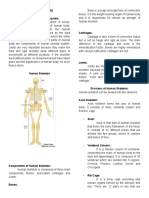 Skeletal System Introduction To Human Skeletal System