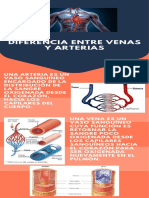 Poster Diferencias Venas y Arterias