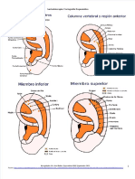 Vdocuments - MX - Cartografia Esquematica en Auriculoterapia 55a0c08646243