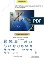 Cromosomas Humanos PDF