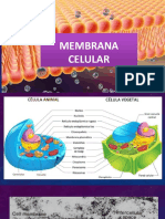 Membrana celular.pdf
