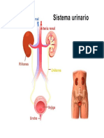 Anatomia Urina 01