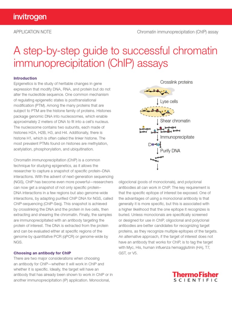 Step by Step Guide To Successful ChIP Assays PDF PDF