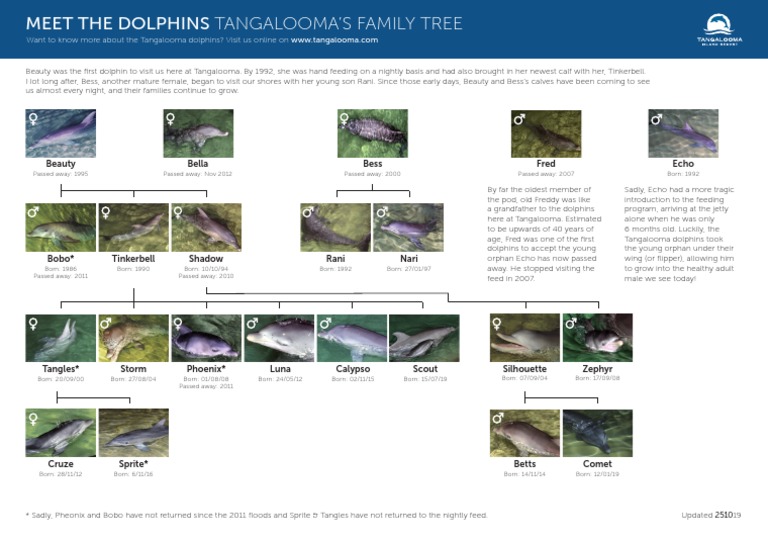 tangalooma-dolphins-family-tree-pdf-cetaceans-dolphin