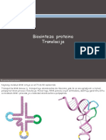 Biosinteza Proteina Translacija