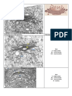 TEM-electronofotografii-rezolvate-1.pdf