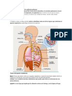 Sistema Respiratorio