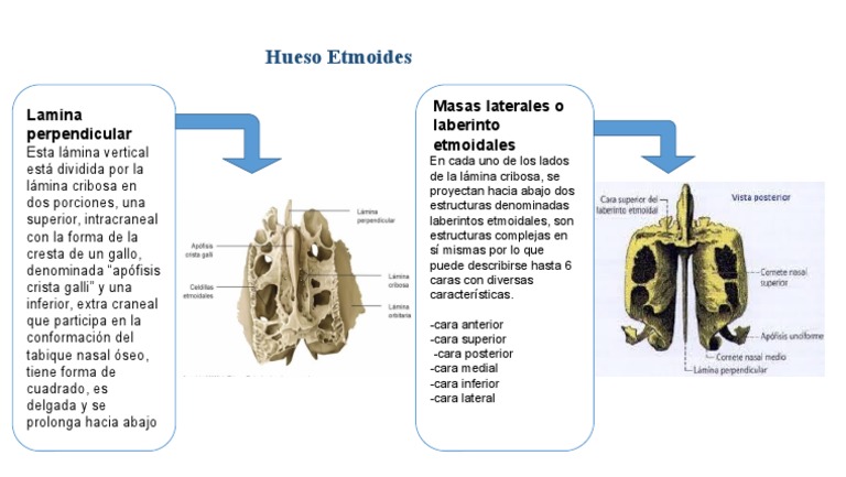 Huesos Etmoides Morfo | PDF