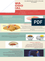 Infografia Neuro Anatomia