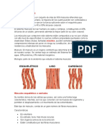 Sistema Muscular