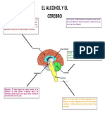 Alcohol and the Brain.docx