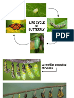 Life Cycle of Butterfly PDF