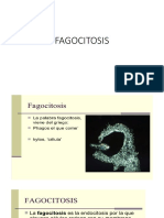 FAGOCITOSIS_200911_211356