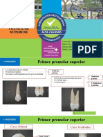 Endo Primer Premolar Sup