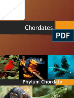 Phylum Chordata and Its Class