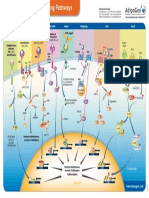 Wallchart StemCell CancerResearch 2013 Lowres PDF