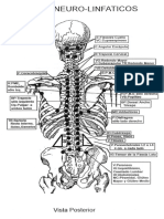 Pts_ neurolinfaticos_ post