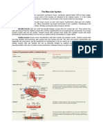 The-Muscular-System.pdf