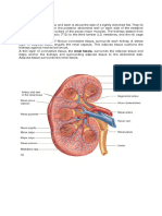 The Urinary System PDF