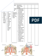 Zona Urogenital Del Perine