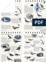 Las-gaviotas.-Cuaderno-de-identificación.pdf