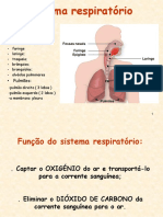 Sistema_respiratorio
