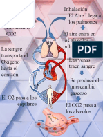 Flyer - Intercambio-Oxigeno-Dioxido de Carbono