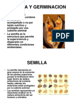 14.SEMILLA+Y+GERMINACION y morfologia