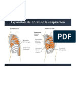 El Torax en La Respiracion
