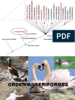 14-AVES I (2º Parte) Desde Anseriformes A Fam Fregatidae 2016 para Alumnos