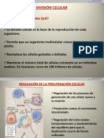 14a. REGULACION DEL CICLO CELULAR PDF