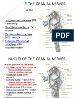 Cranial Nerve Nuclei Locations