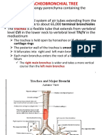 Tracheobronchial Tree Anatomy