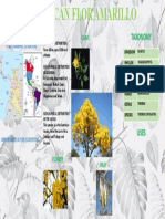Guayacán Flor Amarillo Tree Distribution and Taxonomy