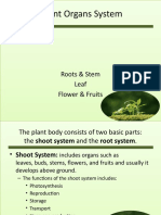 Plant Organs System: Roots & Stem Leaf Flower & Fruits