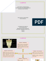 Mapa Mental - Membranas, Ligamentos y Articulaciones Laringeas.