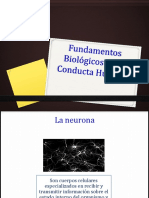 Clase Bases Biológicas de La Conducta PDF