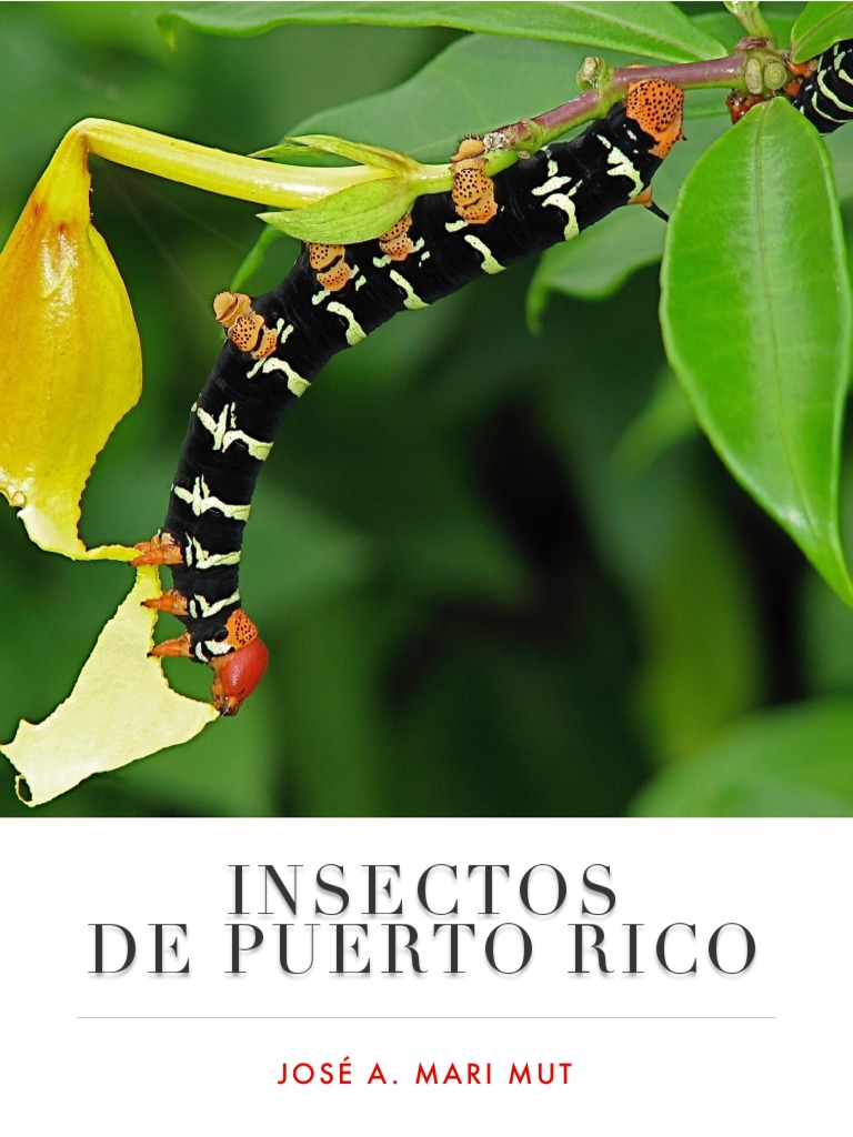 Insectos de Puerto Rico | PDF | Libélula | Insectos