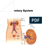 Excretory System