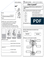 Ficha Ciencia - La Planta y Sus Partes