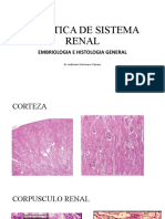 Practica - sistema renal