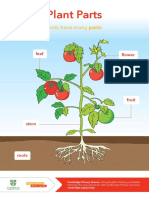 Plant Parts: Plants Have Many Parts