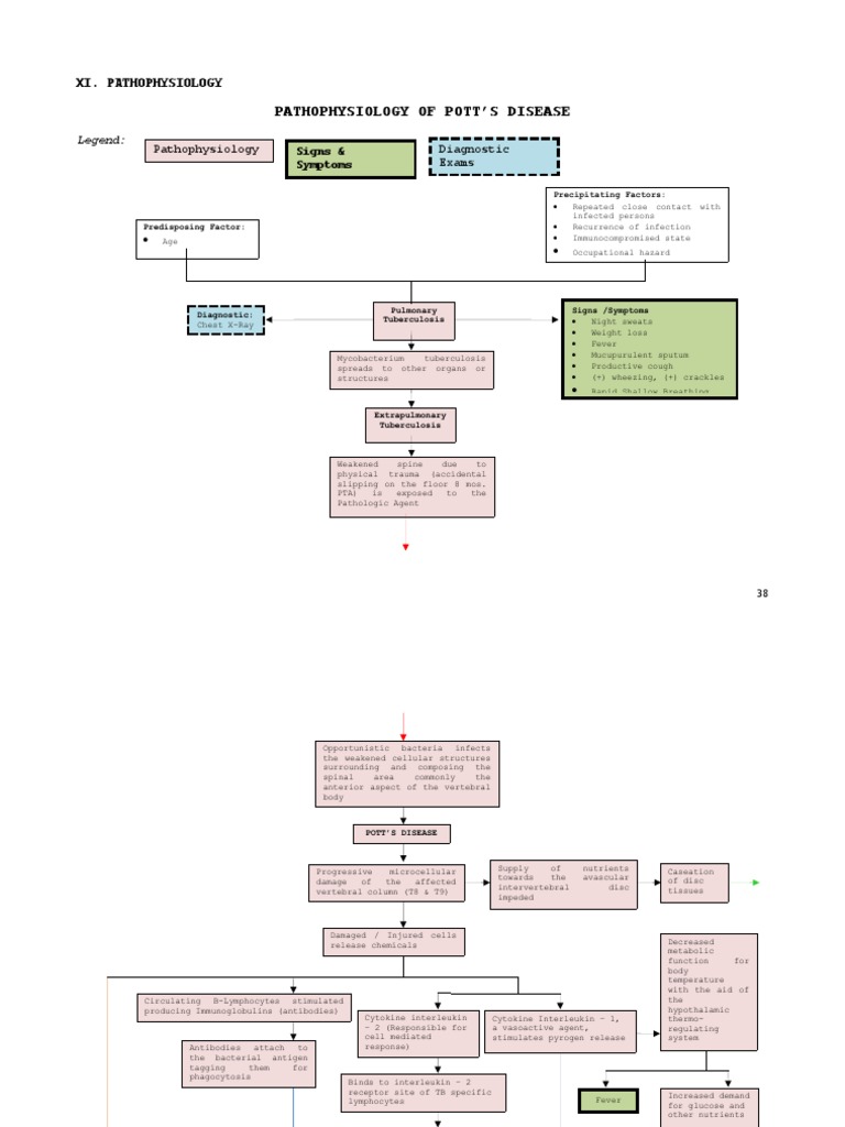 Pathophysiology of Pott'S Disease PDF Tuberculosis Rtt