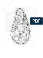 Tetrahymena