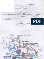sistemul-vascular-3-foi.pdf